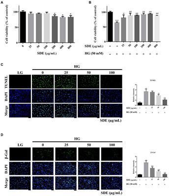 Protective effects of Scoparia dulcis L. extract on high glucose-induced injury in human retinal pigment epithelial cells